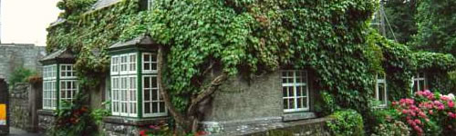 Cong